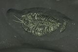Large, Pyritized Triarthrus Trilobite With Appendages - New York #159692-3